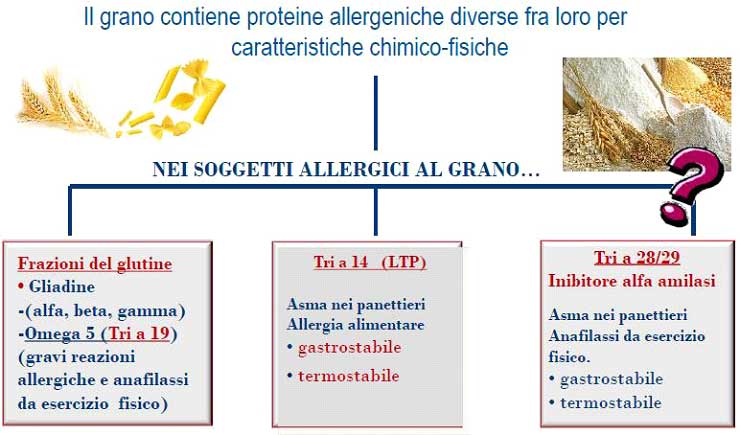 allergia_molecolare_grano