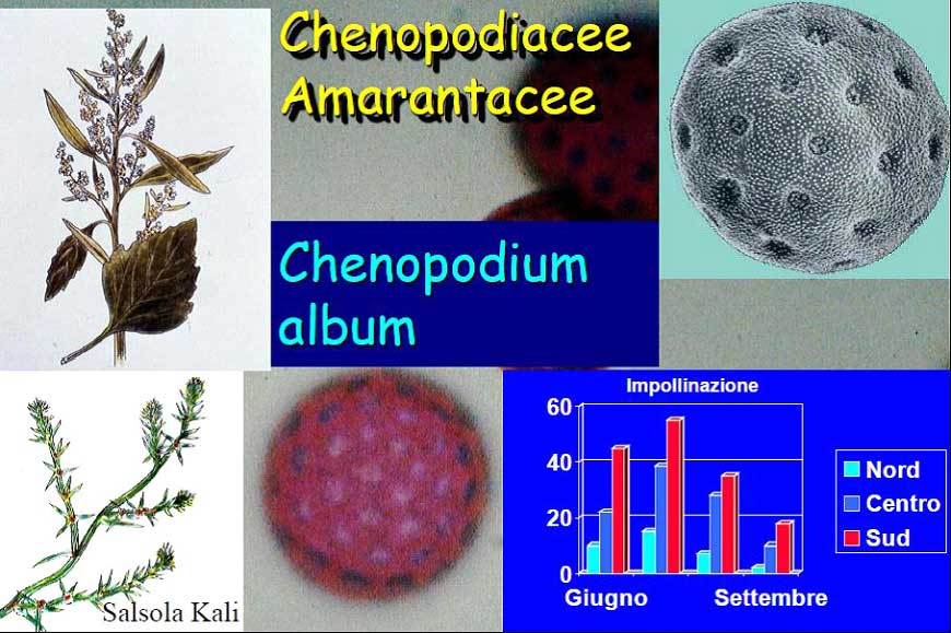 chenopodiacee