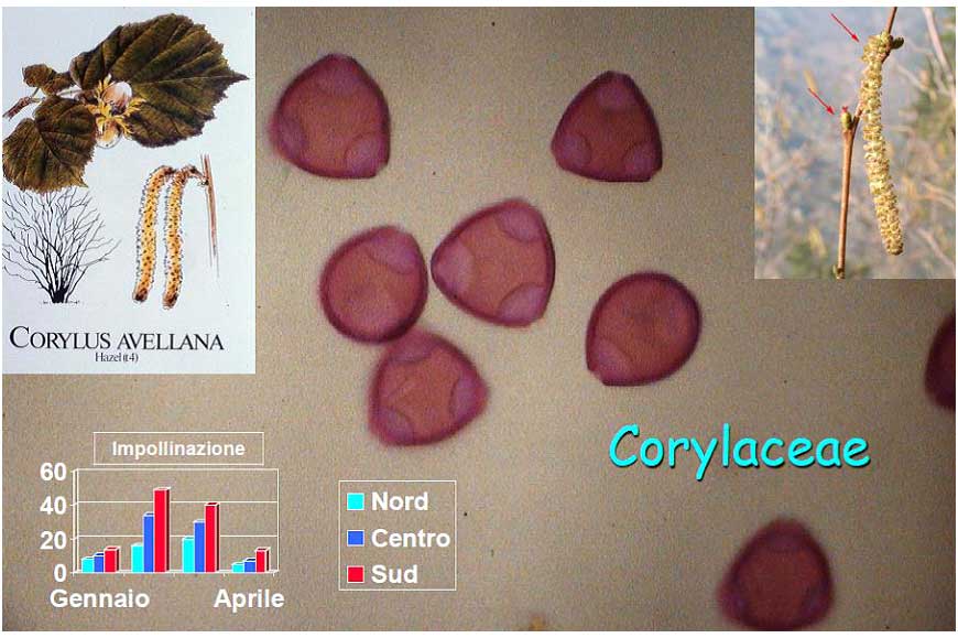 corylacee