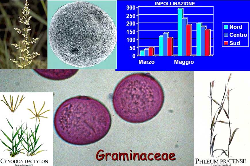 graminacee