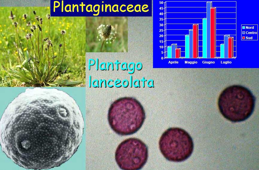 plantaginacee